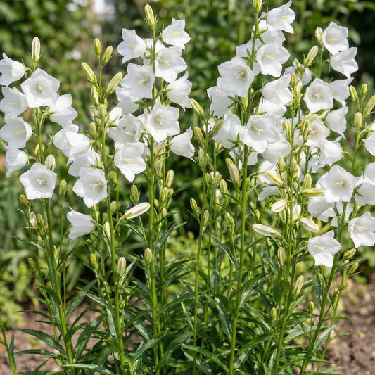 Alba Campanula