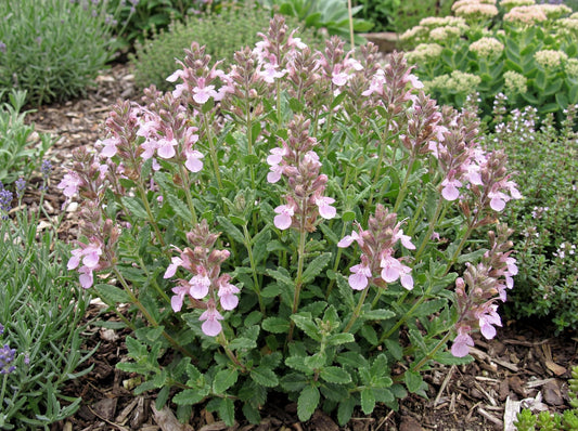 Prostratum Dwarf Wall Germander