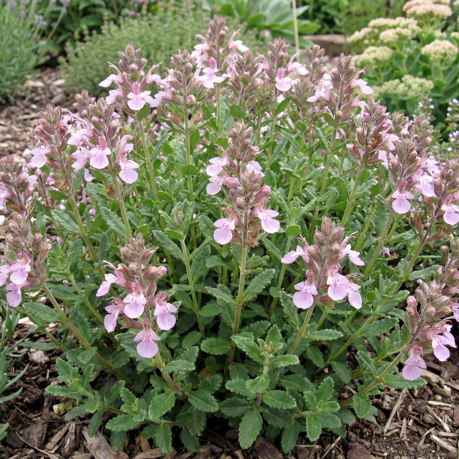 Prostratum Dwarf Wall Germander in a 4-inch pot, a compact green mat under 6 inches tall with rosy purple flowers
