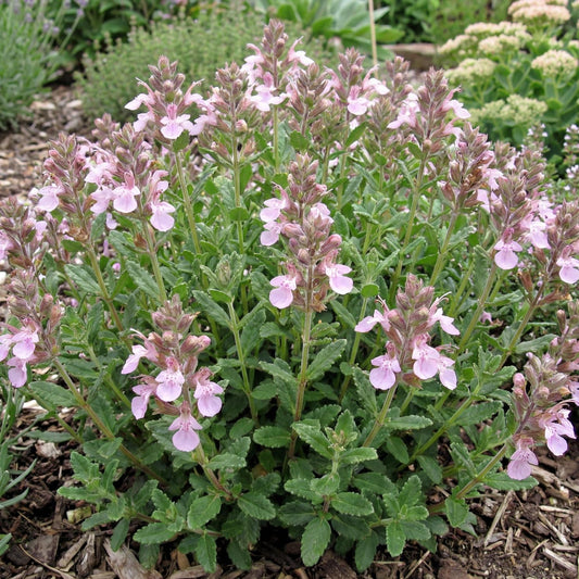 Prostratum Dwarf Wall Germander in a 4-inch pot, a compact green mat under 6 inches tall with rosy purple flowers