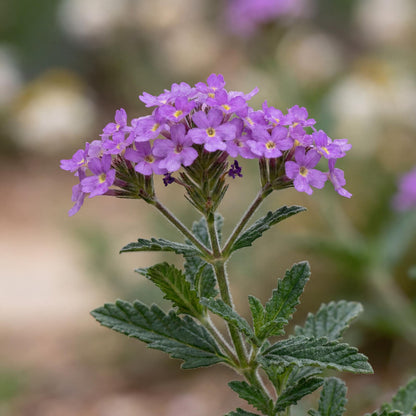 De La Mina Lilac Verbena