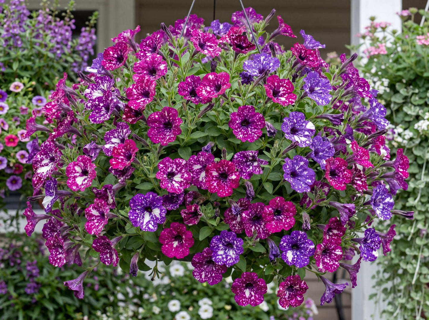 Purple Polka Splash Dance Petunia