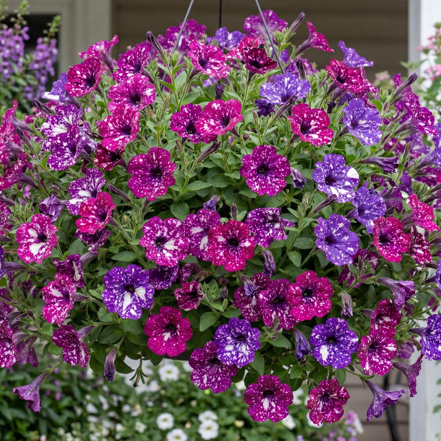 Purple Polka Splash Dance Petunia in a 4-inch pot, deep purple flowers speckled white on a mounding plant