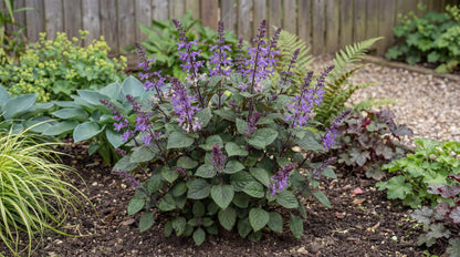 Magic Mona Purple Plectranthus