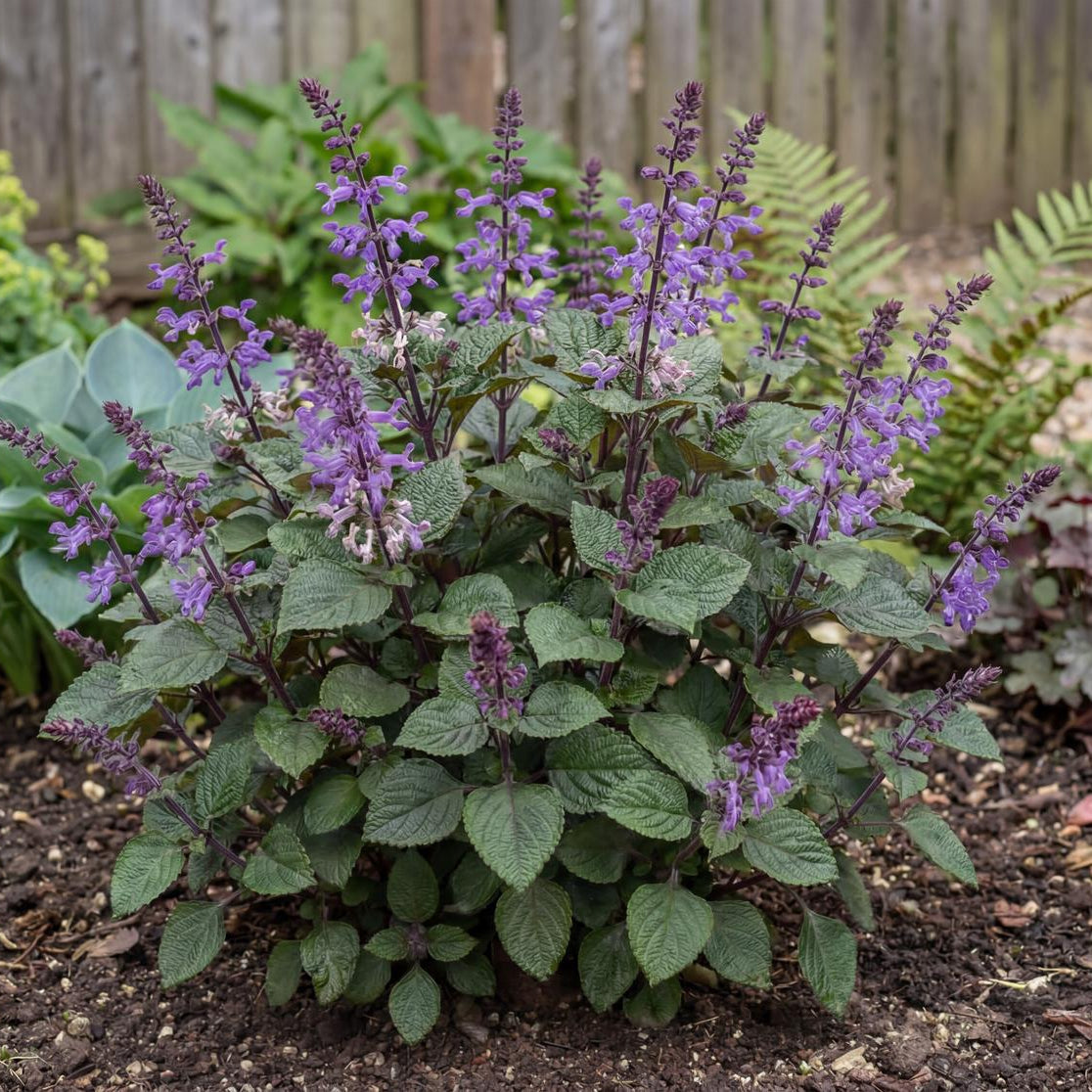 Magic Mona Purple Plectranthus