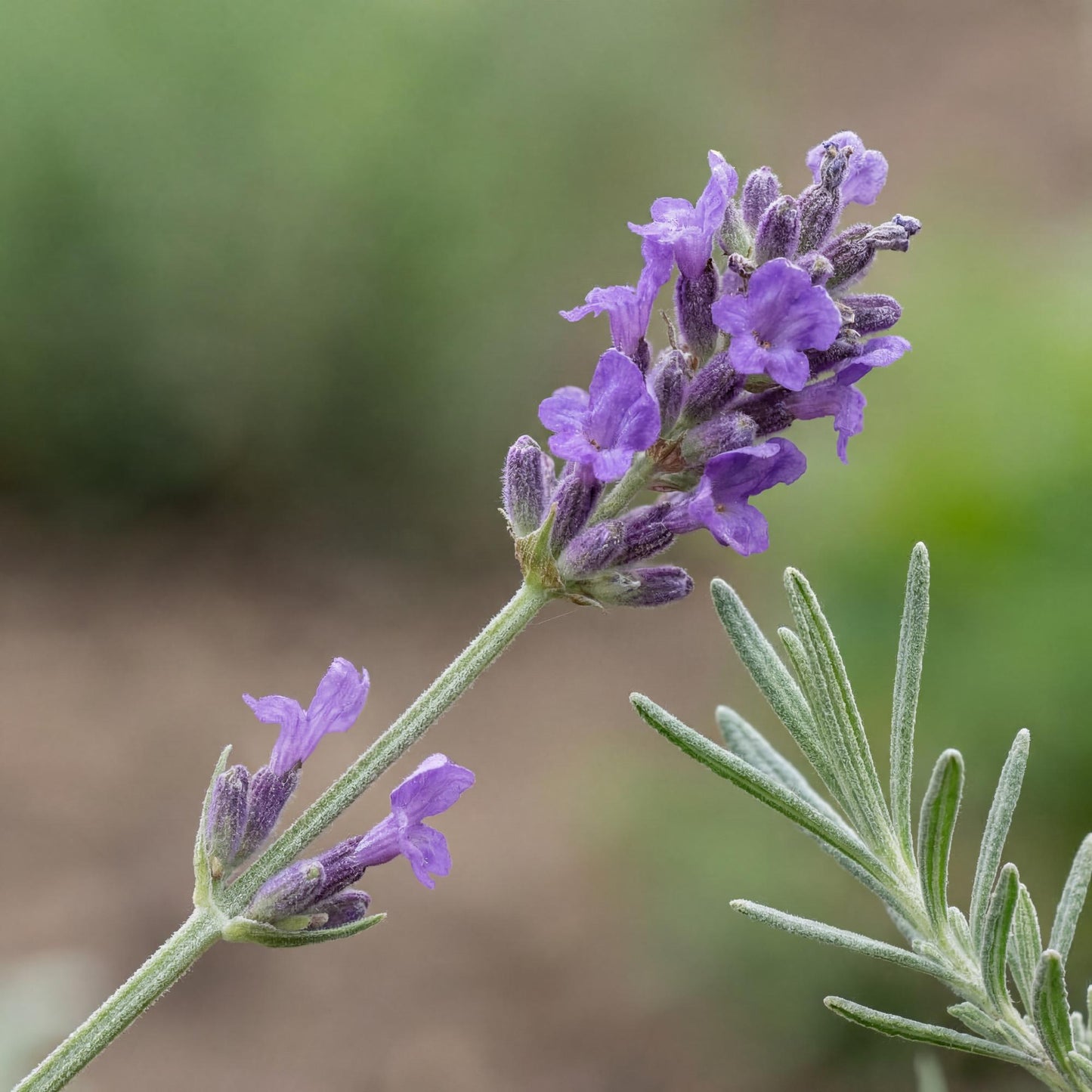 Blue Floral Lavender