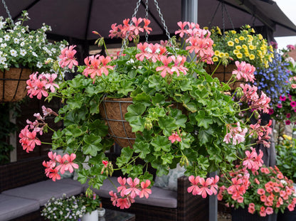Sofie Cascade Ivy Geranium