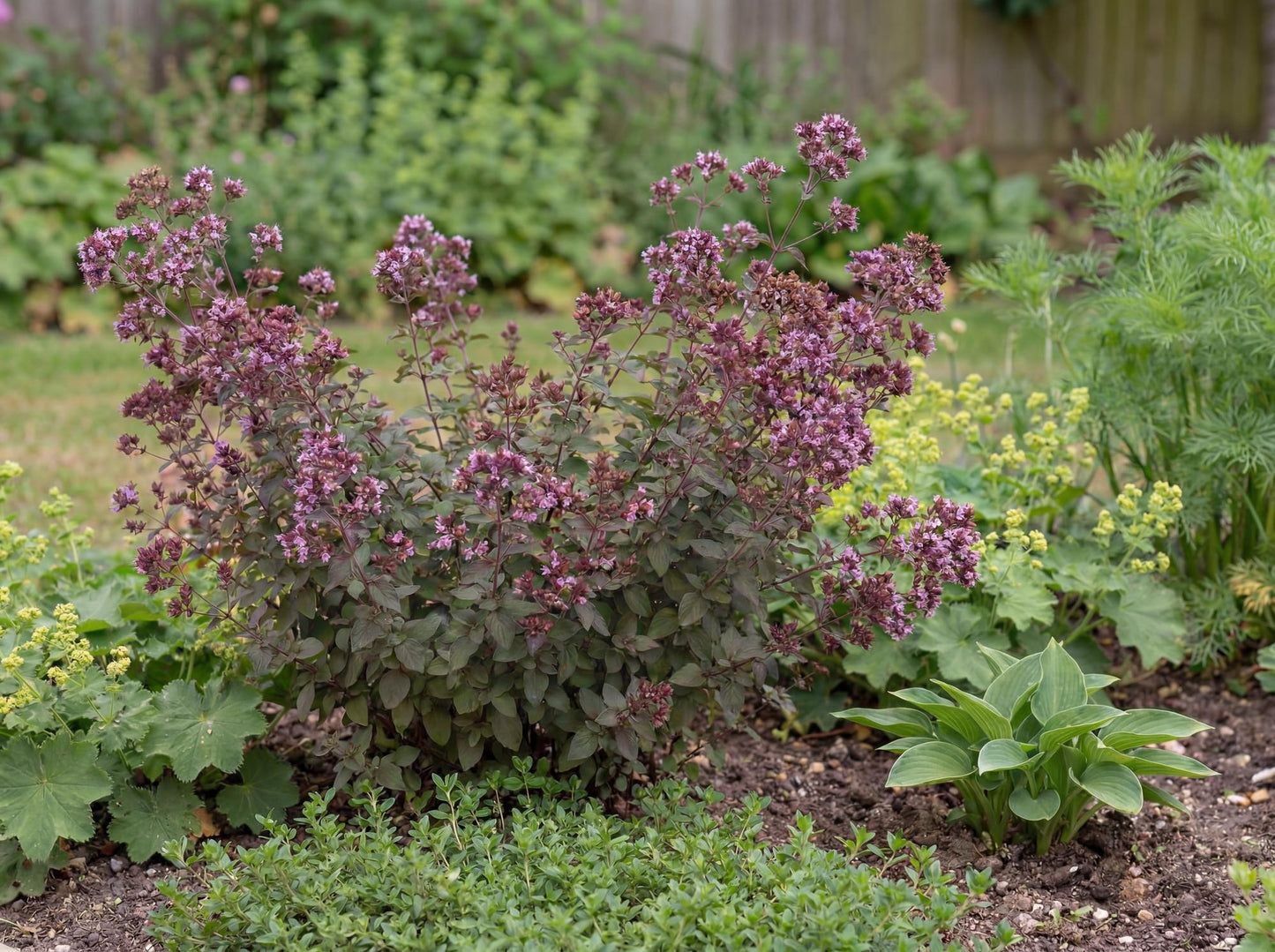 Hopley's Ornamental Oregano