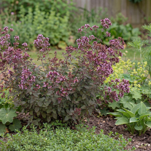 Hopley's Ornamental Oregano