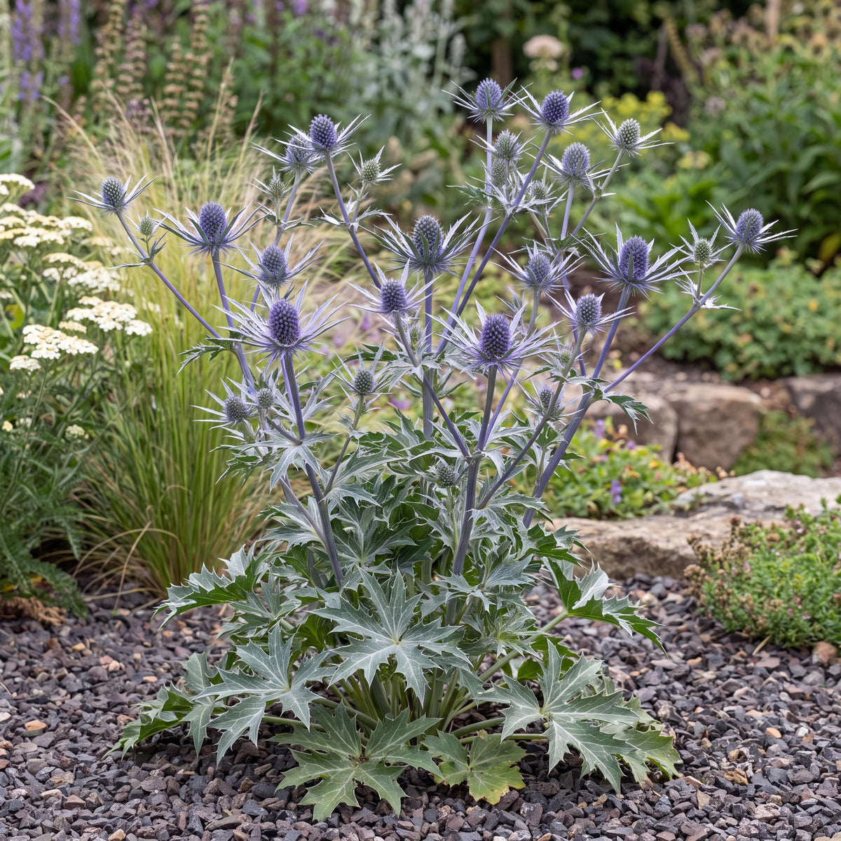 Big Blue Sea Holly forms an upright clump of green leaves and reaches 2 to 4 feet tall in bloom.