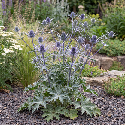 Big Blue Sea Holly forms an upright clump of green leaves and reaches 2 to 4 feet tall in bloom.