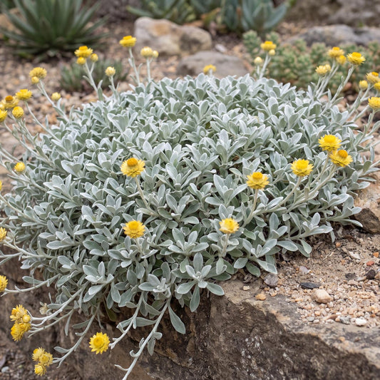 Moe's Gold Licorice Plant in a 4-inch pot, with metallic silver foliage and silver stems spreading as a low carpet