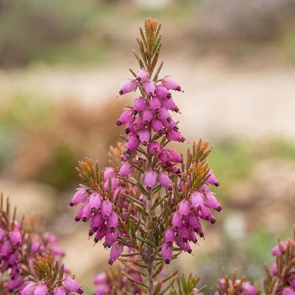 Kramer's Red Darley Heath