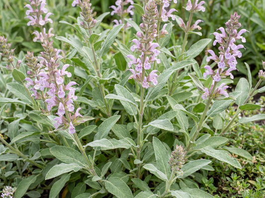 Celebration Sage