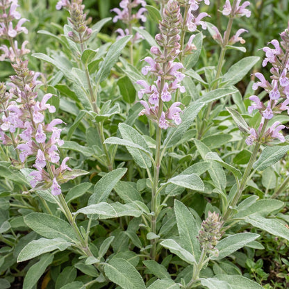 Celebration Sage