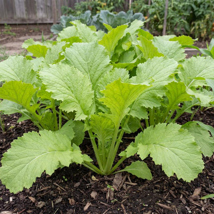 Wasabina Mustard Green