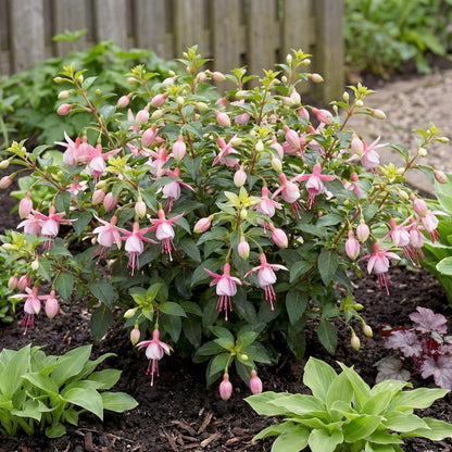 Southgate Fuchsia forms a compact bushy mound 1 to 2 feet tall and 18 to 24 inches wide, clothed in green leaves