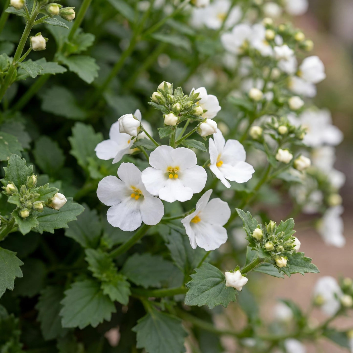 Big Falls White 24 Bacopa