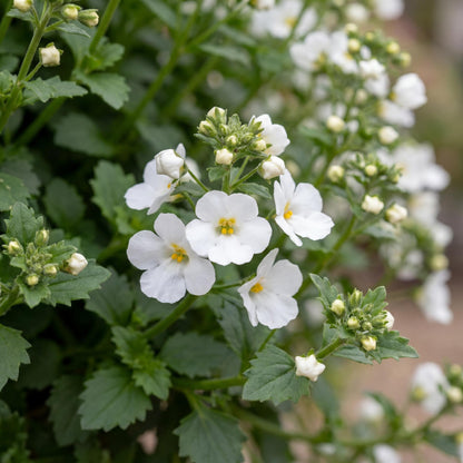 Big Falls White 24 Bacopa