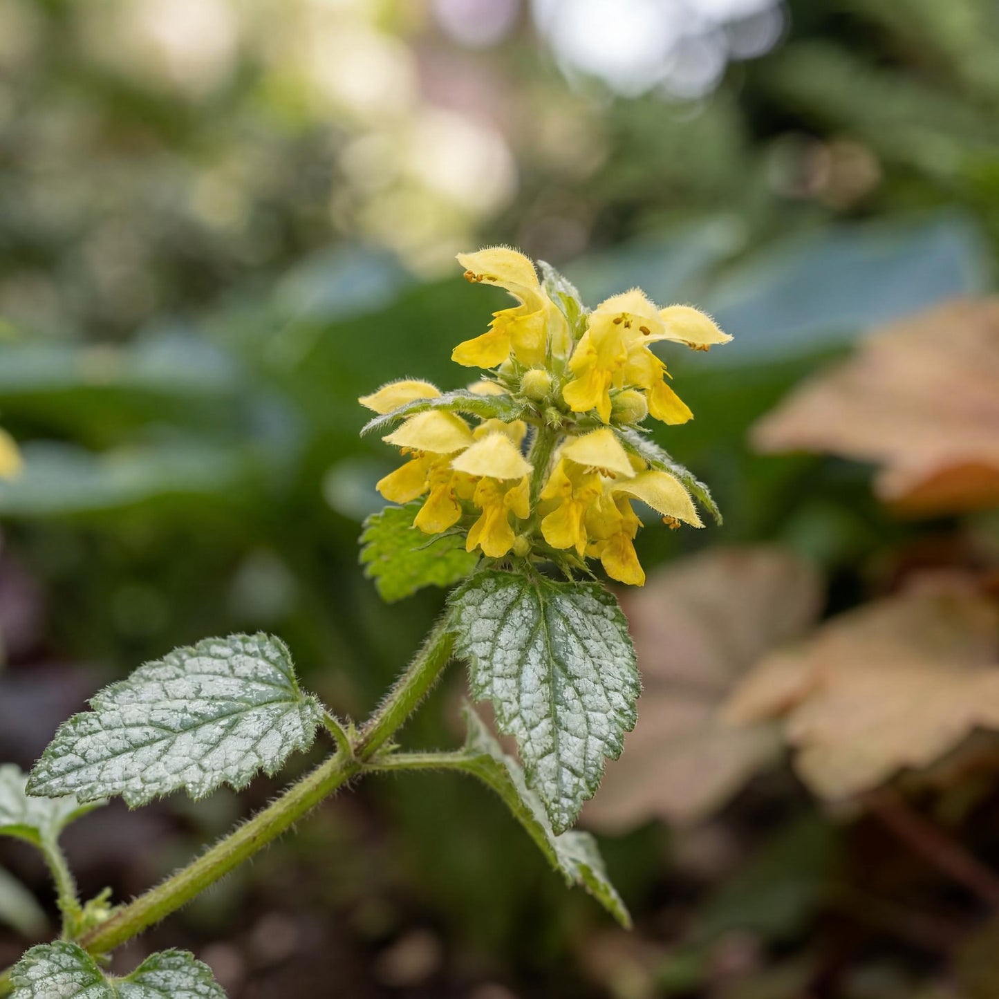 Variegated Yellow Archangel