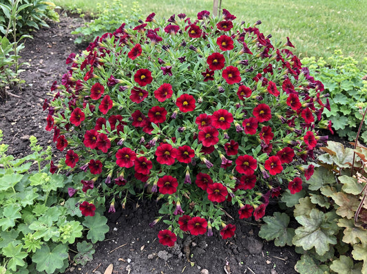 Aloha Nani Dark Red Calibrachoa