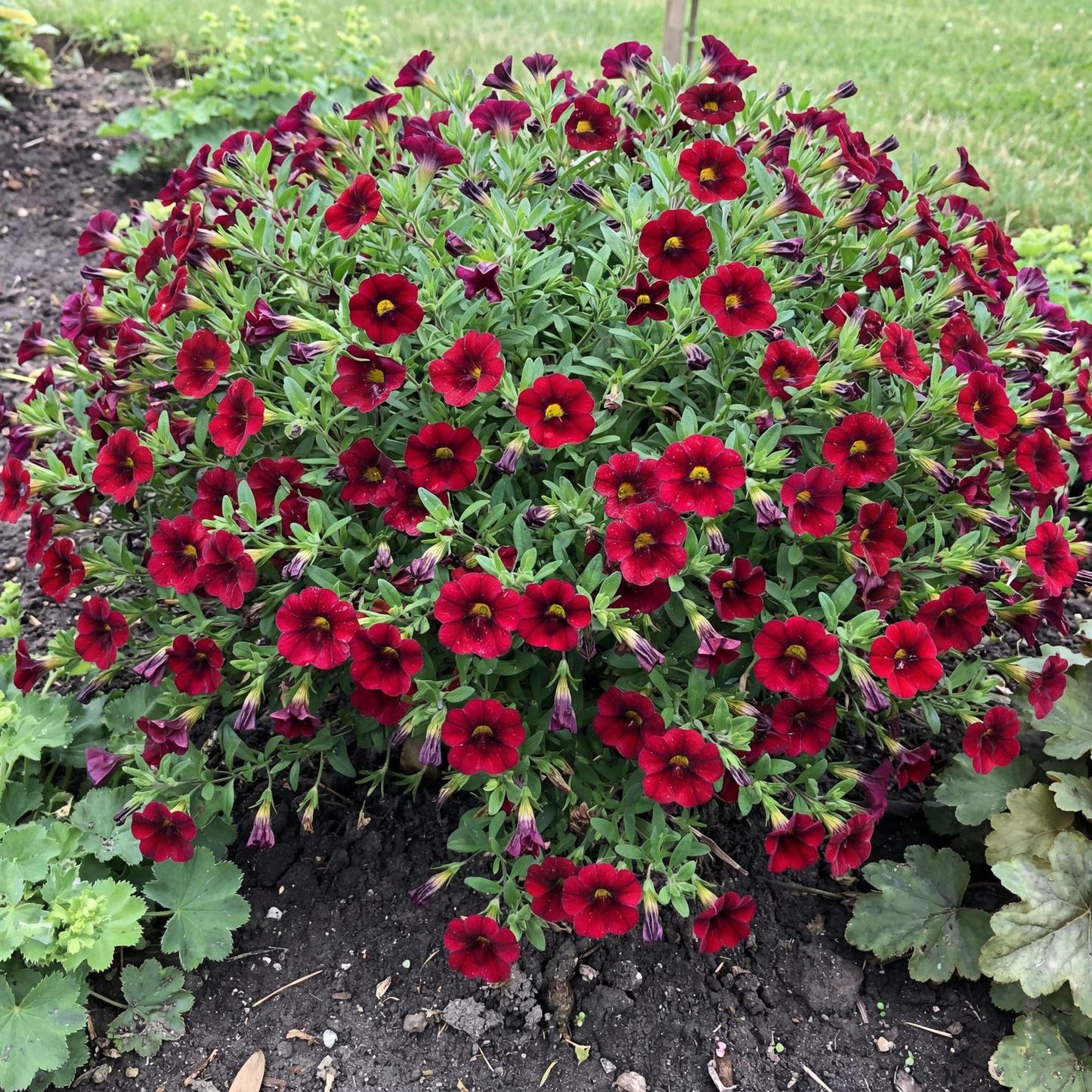 Aloha Nani Dark Red Calibrachoa in a 4-inch pot, its deep crimson-red bells covering fresh green growth.