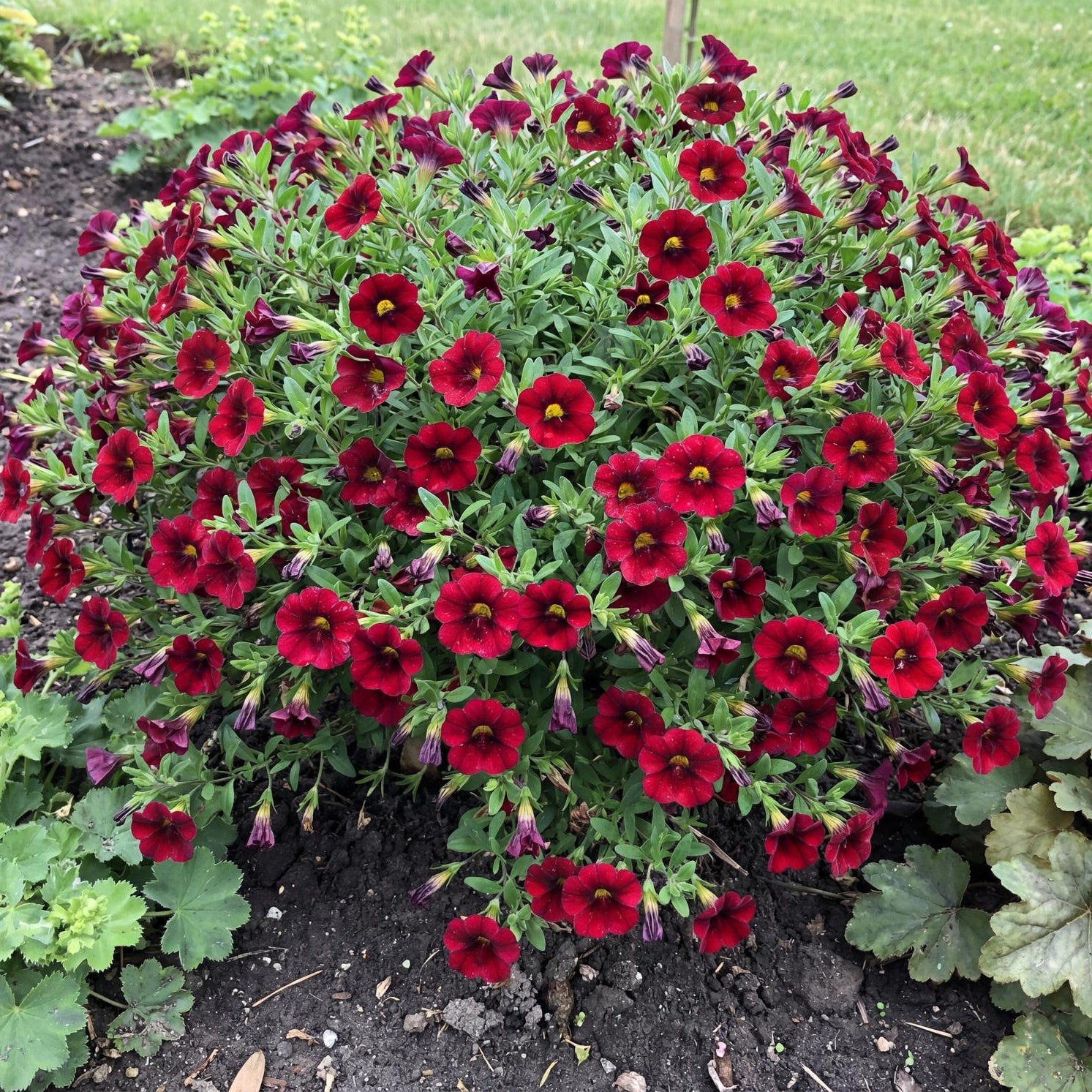 Aloha Nani Dark Red Calibrachoa in a 4-inch pot, its deep crimson-red bells covering fresh green growth.
