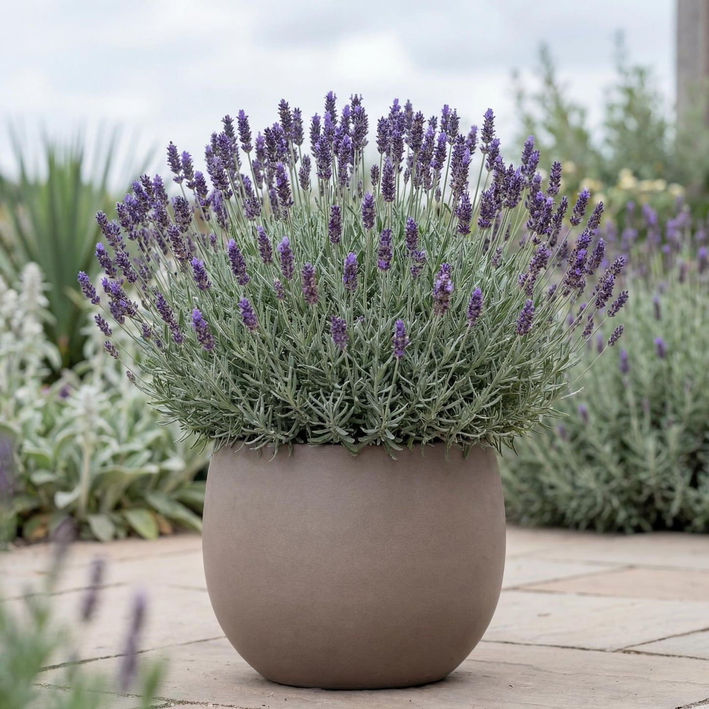 Purple Floral Grey Lavender