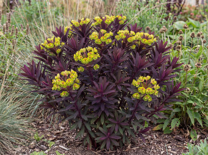 Miner's Merlot Spurge