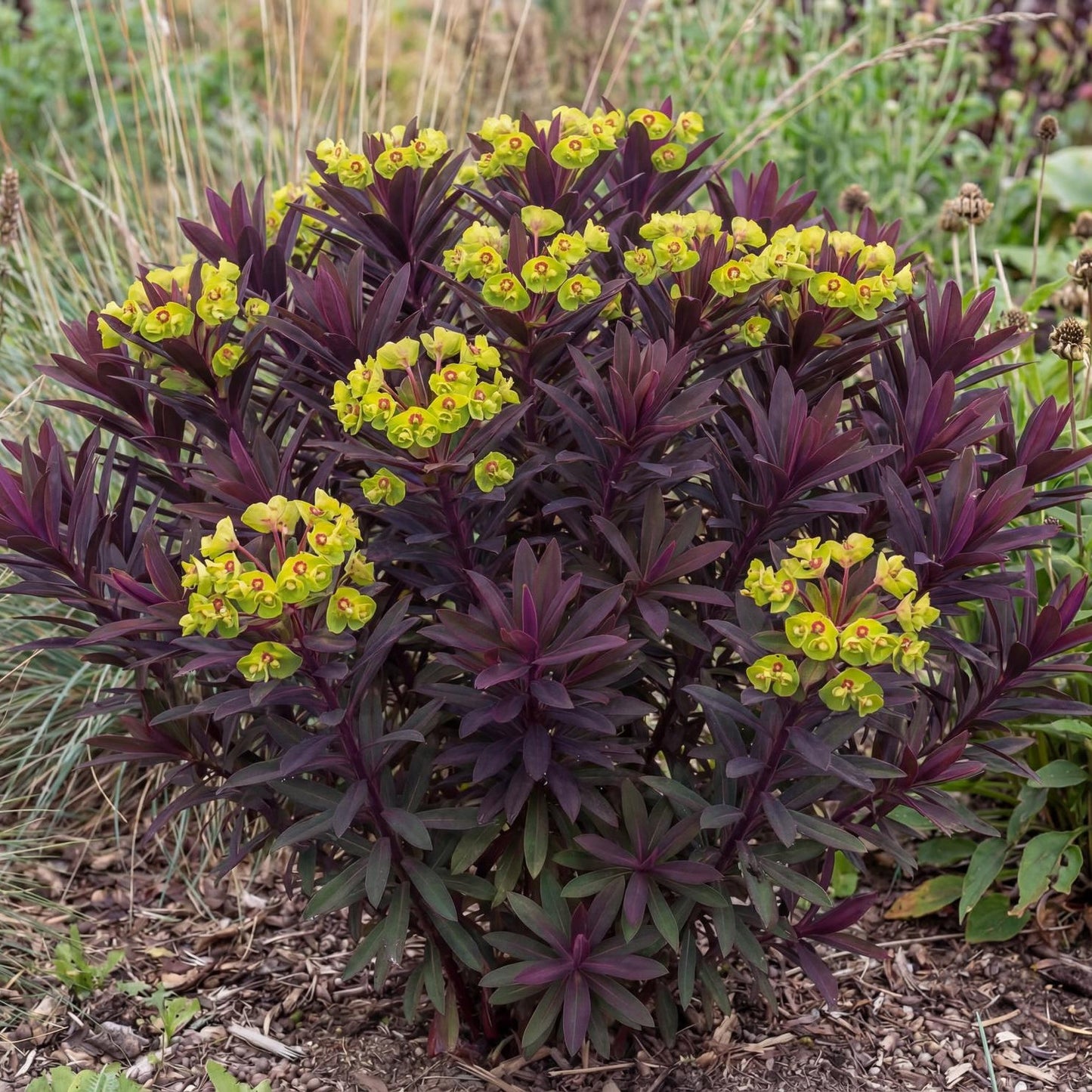 Miner's Merlot Spurge