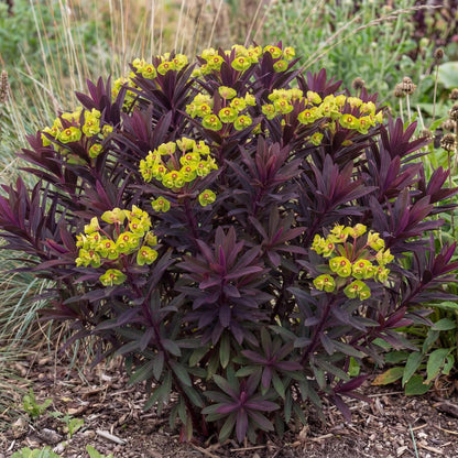 Miner's Merlot Spurge
