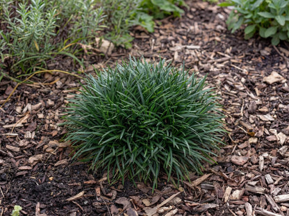 Minor Mondo Grass