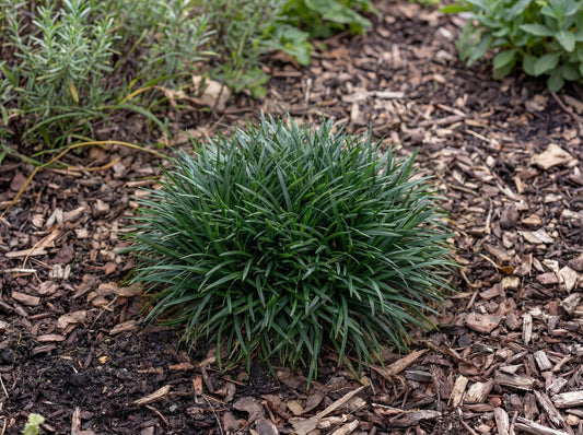 Dwarf Mondo Grass