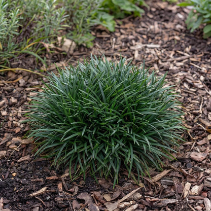 Minor Mondo Grass