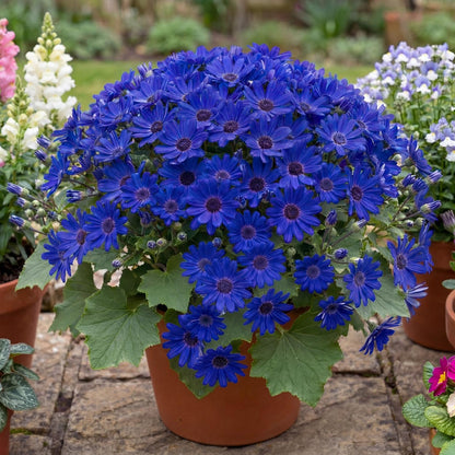 Primavera Navy Blue Pericallis