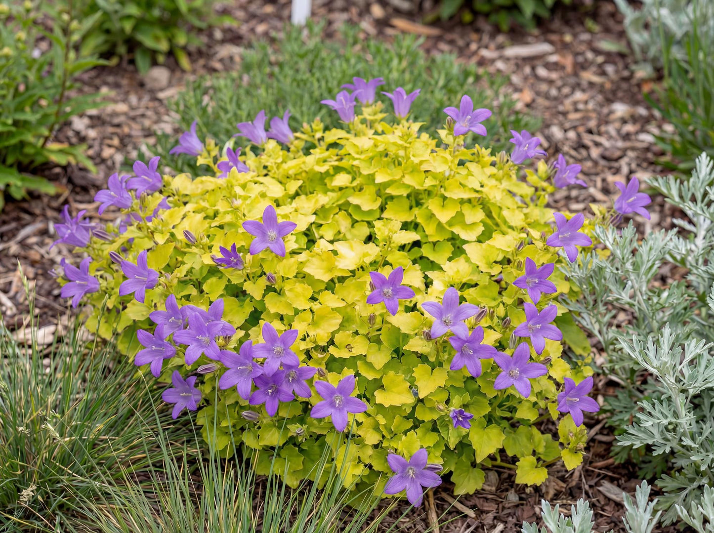 Dickson's Gold Campanula