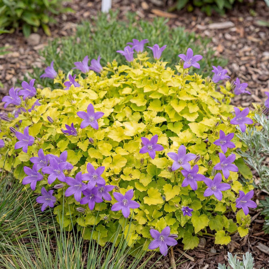 Dickson's Gold Campanula