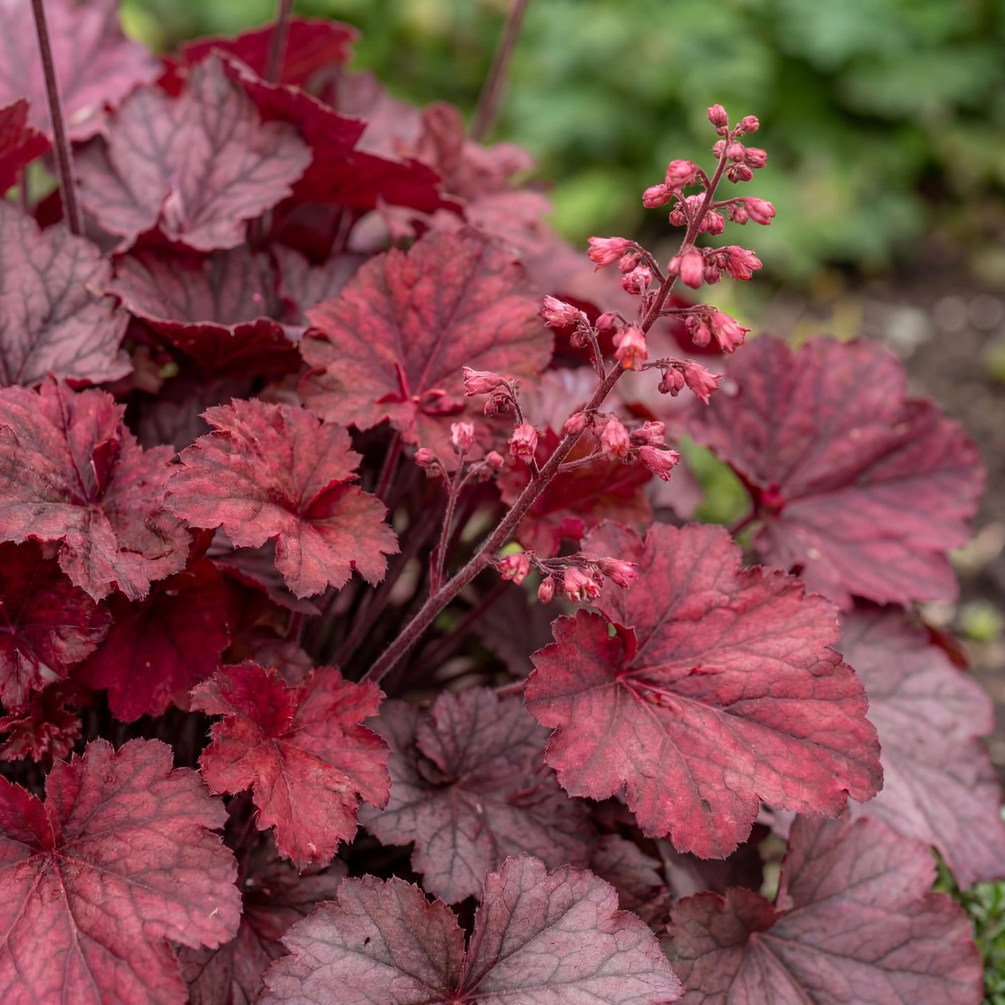 Fire Chief Heuchera