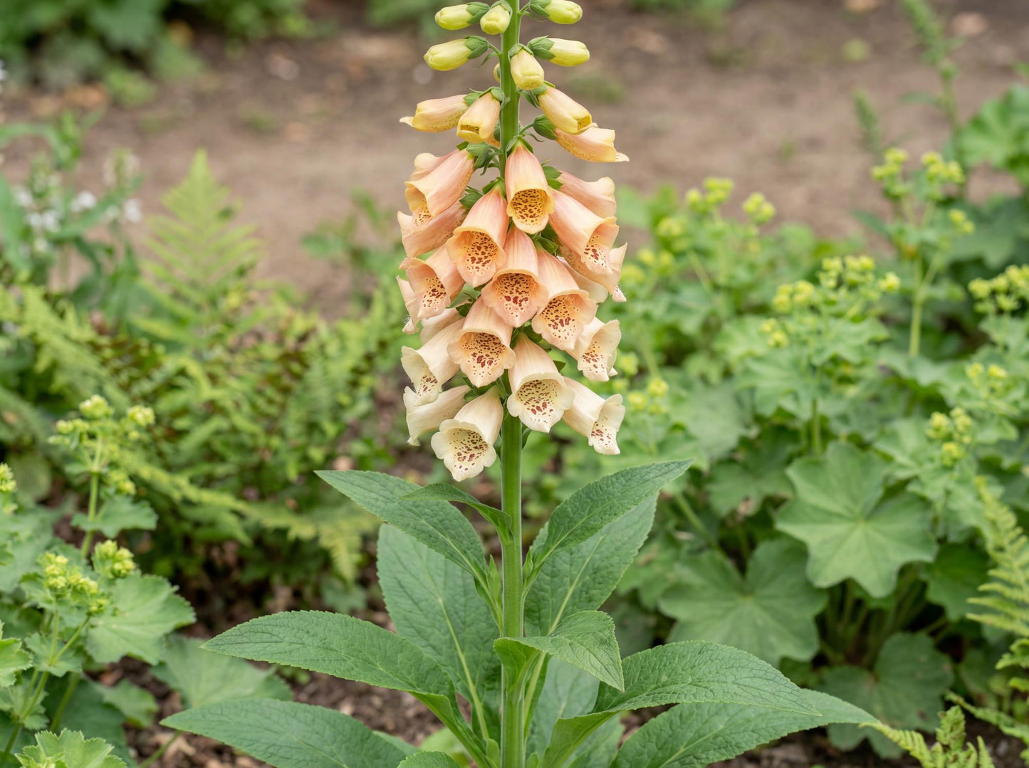 Dalmatian Peach Foxglove