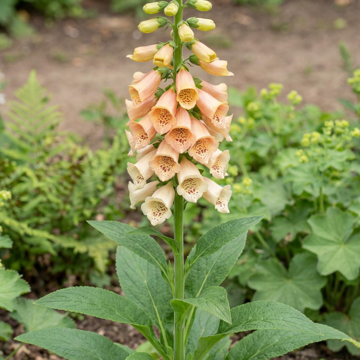 Dalmatian Peach Foxglove