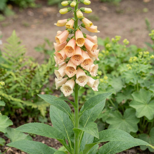 Dalmatian Peach Foxglove