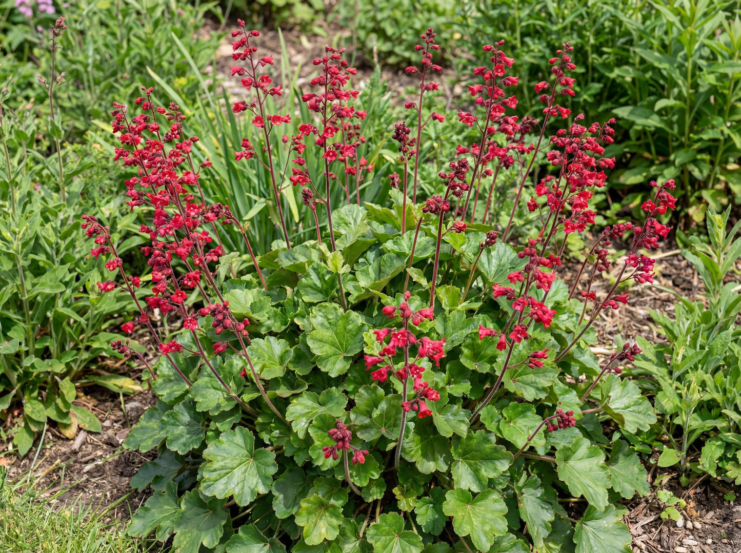 Ruby Bells Heuchera
