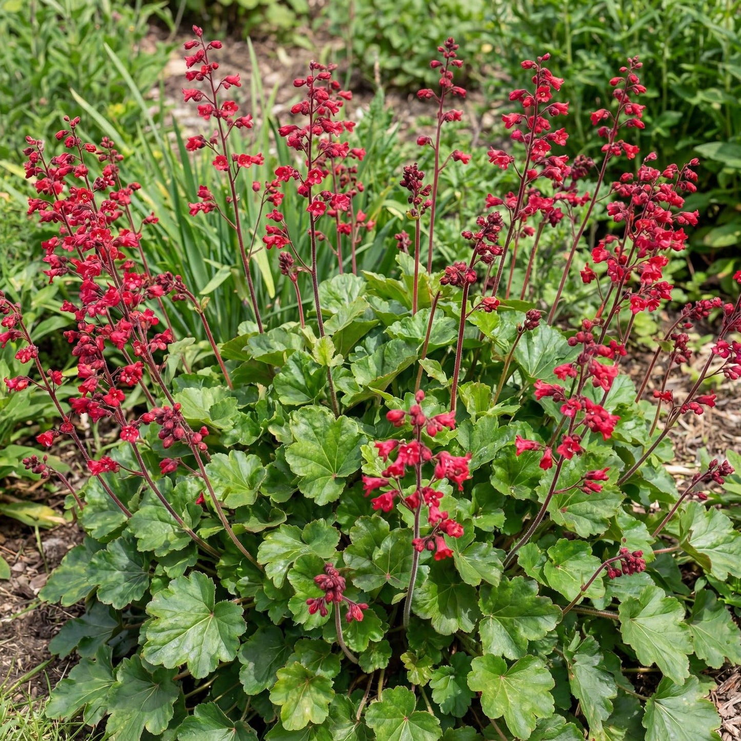 Ruby Bells Heuchera