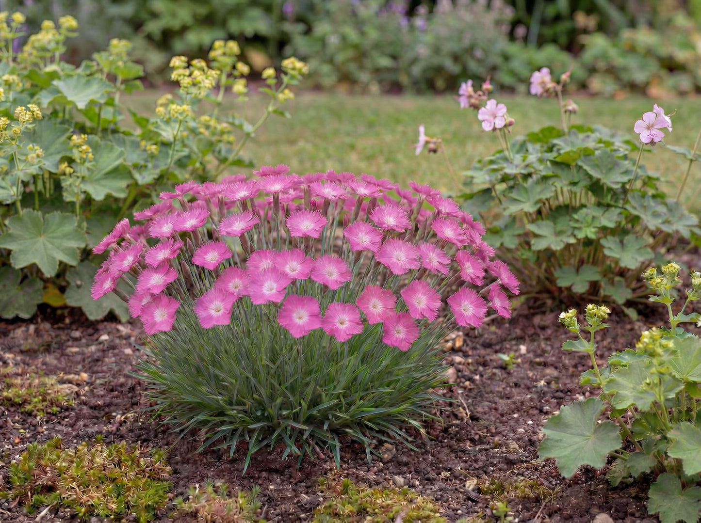Kahori Dianthus
