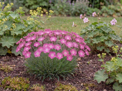 Kahori Dianthus