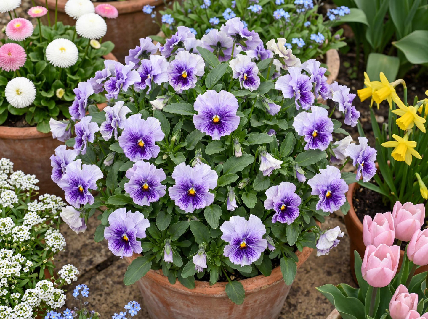 Ruffles Soft Lavender Pansy