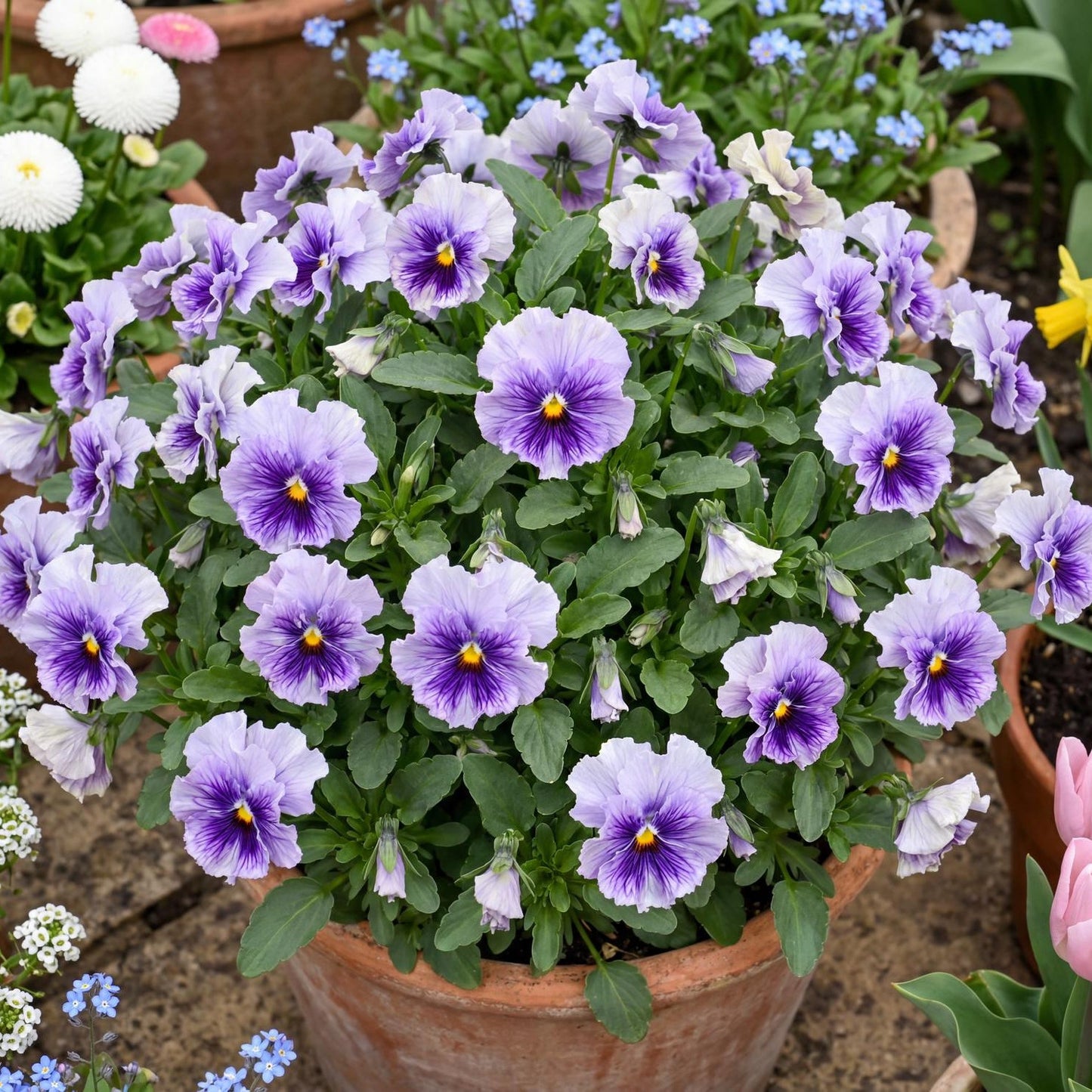Ruffles Soft Lavender Pansy
