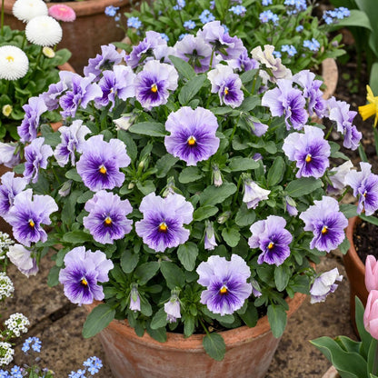 Ruffles Soft Lavender Pansy