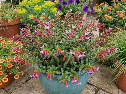 Starfire Pink Cuphea