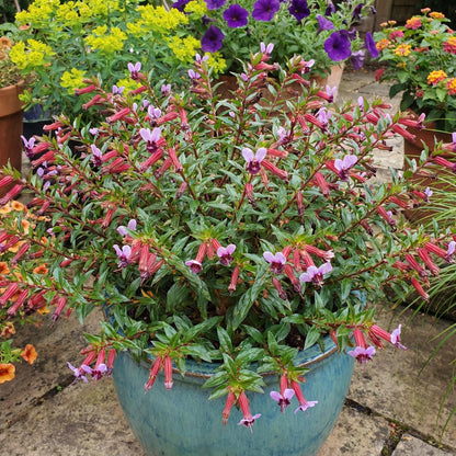 Starfire Pink Cuphea